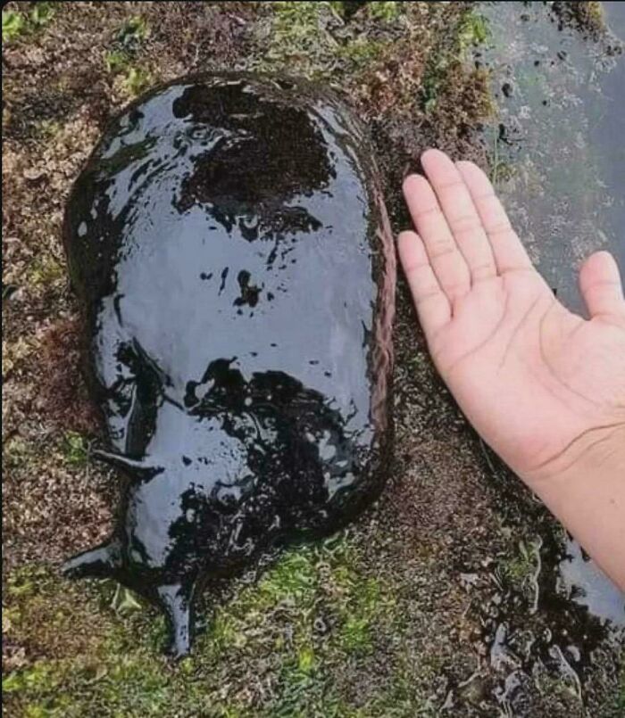 A massive black slug next to a human hand, illustrating an absolute unit of size comparison.