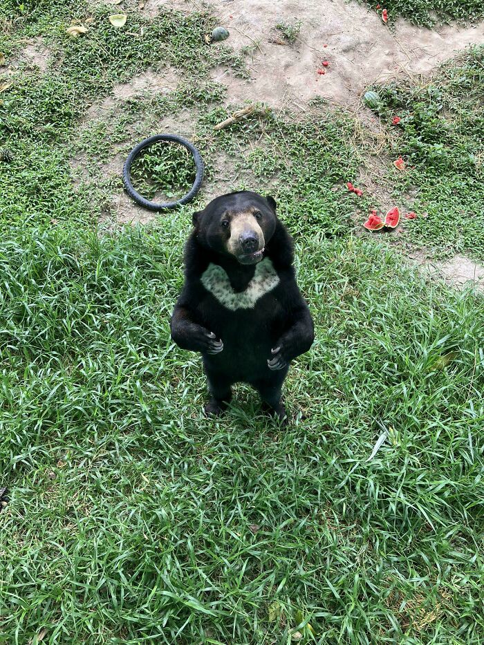 A bear standing upright on grass with a confused expression, next to a black tire circle.