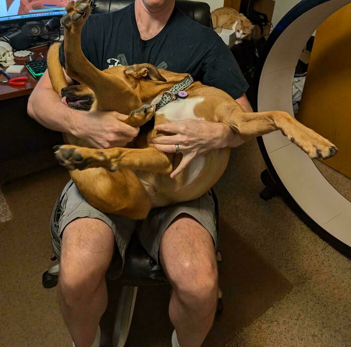 Person holding a hilariously derpy dog with legs in the air, showcasing funny and silly dog behavior indoors.