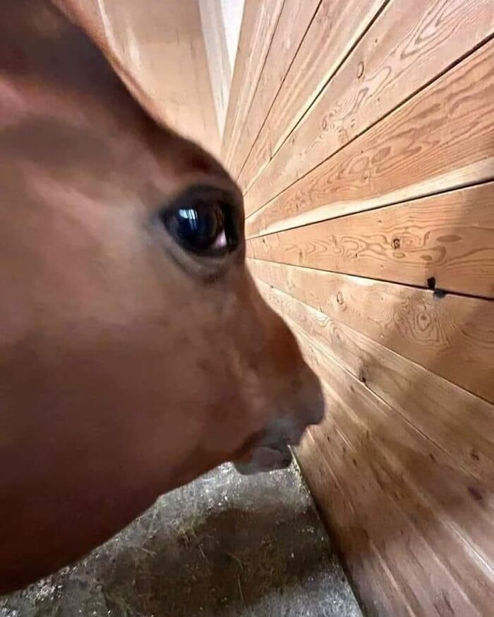 Close-up of a horse standing in a wooden stable, showcasing unique perspective.