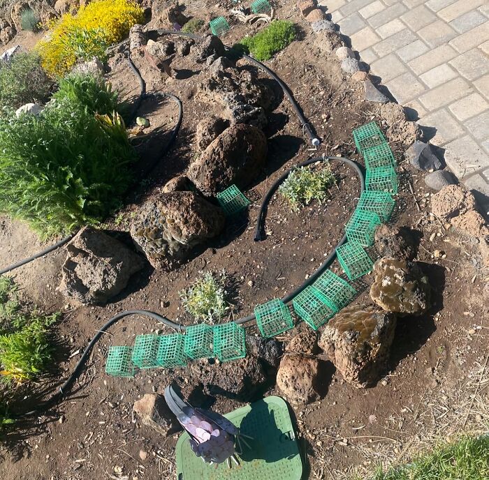  Strawberry Baskets Can Keep Your Seedlings Safe