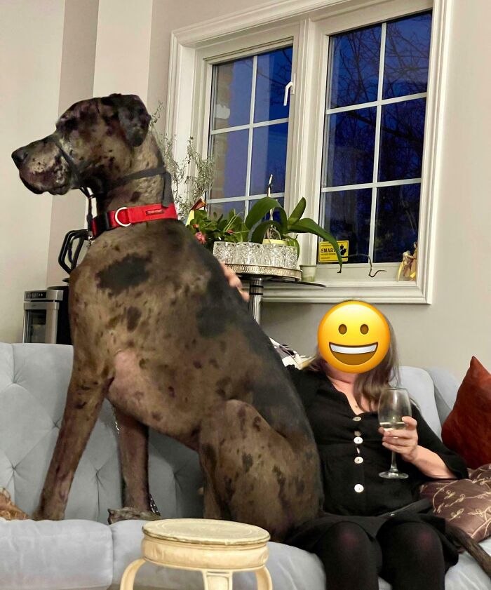 The Size Difference Between My Aunt And Her Dog