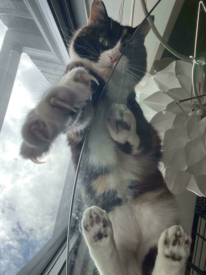 Cat with sharp claws visible, looking down through a glass table.
