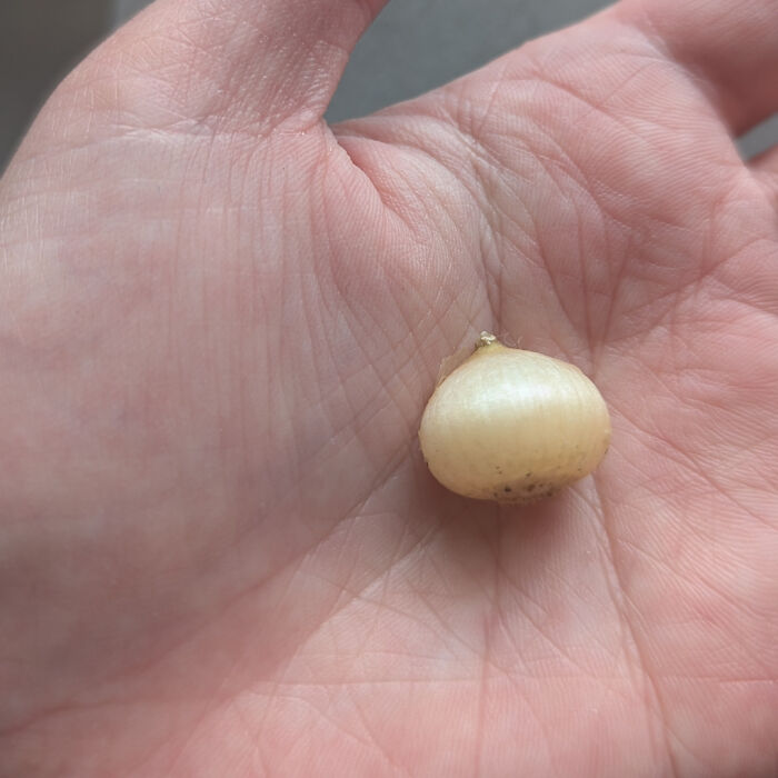 A tiny garlic bulb held in a person's hand, illustrating a gardening attempt without a mighty harvest.
