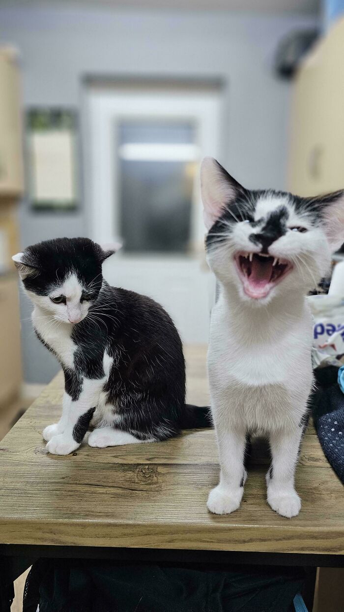 Two feline drama queens on a table, one with mouth open wide, the other looking away.