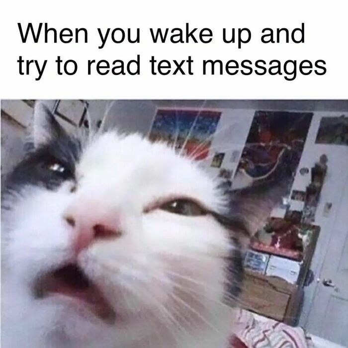 Close-up of a sleepy cat squinting humorously, illustrating hilarious and relatable memes about struggling to read texts upon waking.