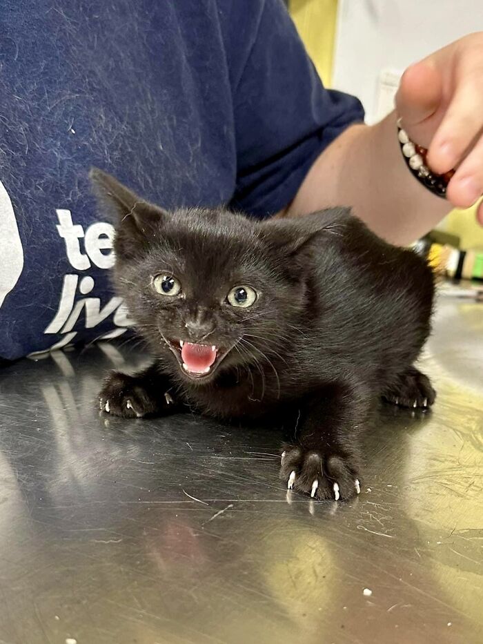 Black kitten playfully showing sharp claws while resting on a table.