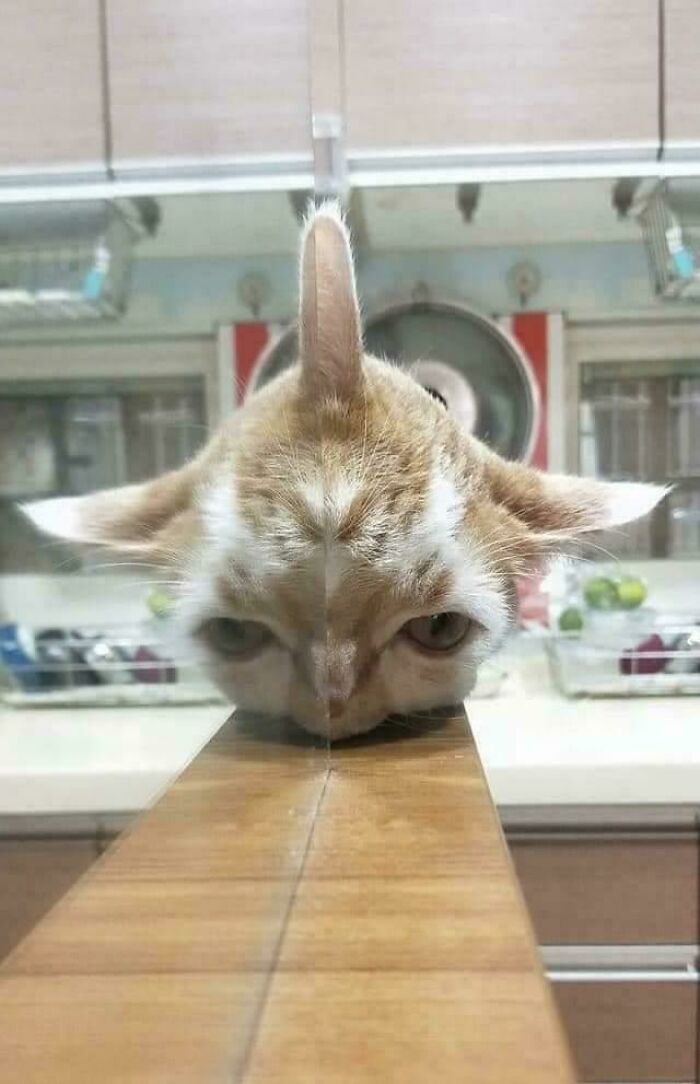 Confusing pic of a cat’s face split by glass, creating an optical illusion in a kitchen setting.