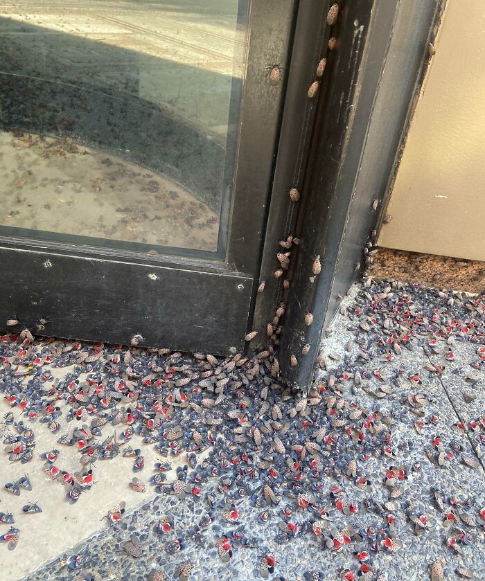 Forbidden Sunflower Seeds