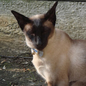 richardalford avatar