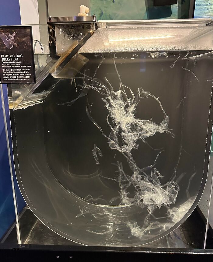 Plastic Bag Jellyfish At Vancouver Aquarium