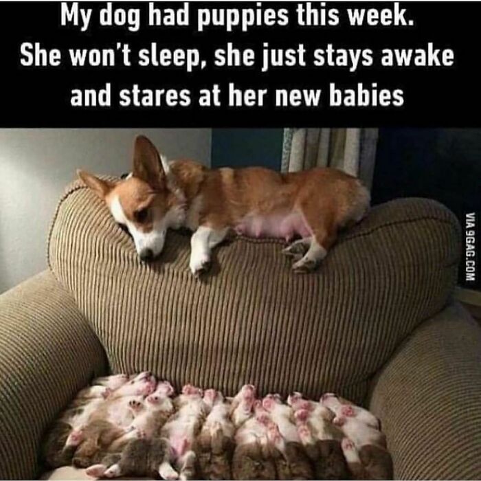 Dog watching over puppies on a couch, creating a funny and heartwarming animal moment.
