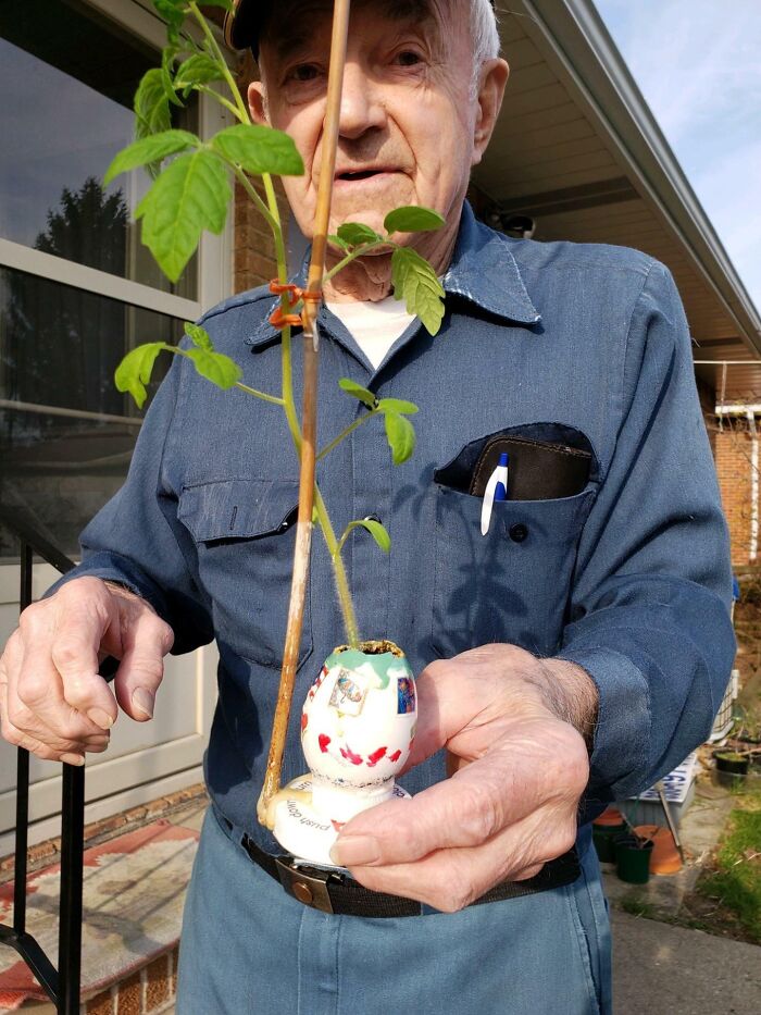 My Grandpa Was Very Excited To Show Me That He Grew A Tomato Plant In An Eggshell