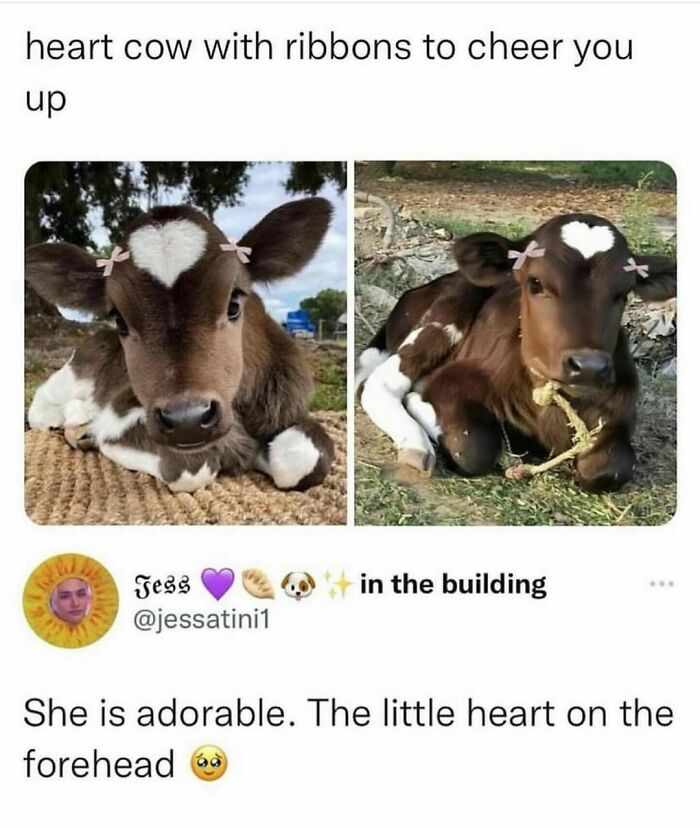 Cute calf with heart marking and pink ribbons, lying down adorably. Funny and awkward animals brighten the day.