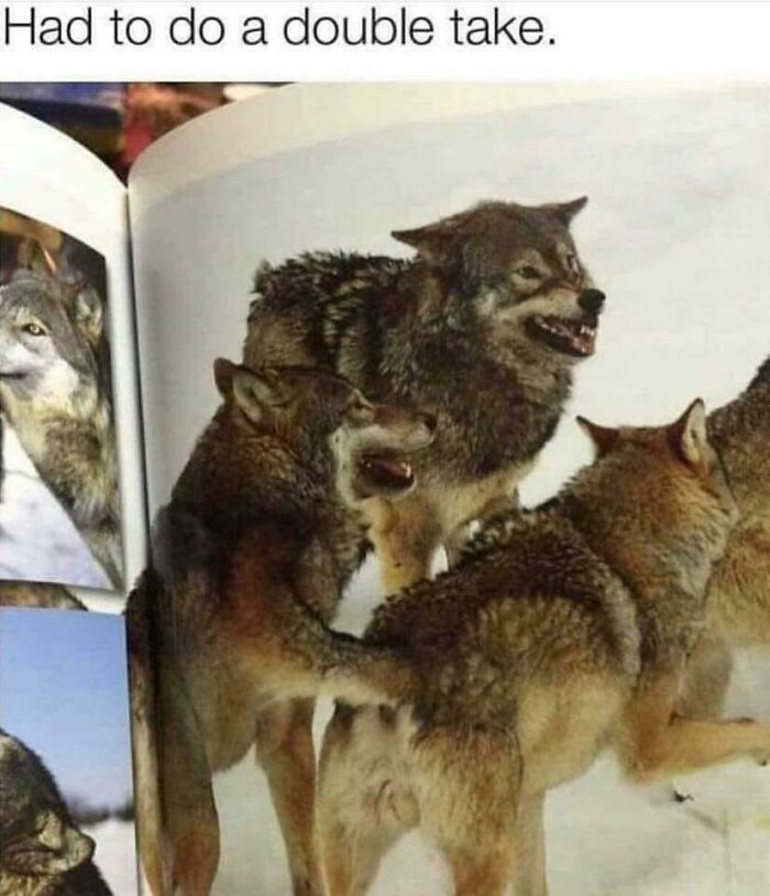 Confusing pic of wolves in a book creating an optical illusion that might require a double take.