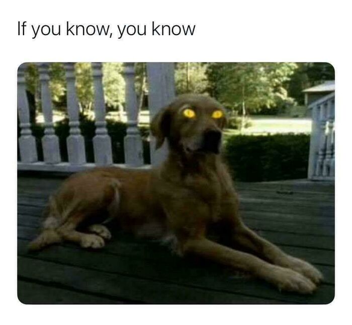 Creepy image of a dog with glowing yellow eyes, lying on a porch. This unsettling scene is one of the images you should view.