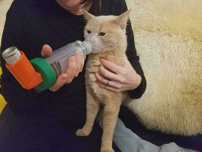 Confusing pic of a cat using an inhaler mask held by a person, requiring a double take.