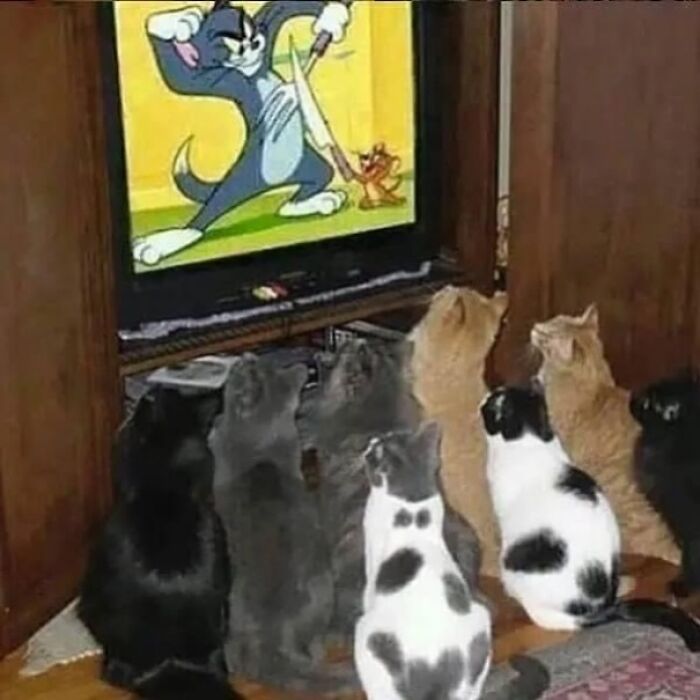 Cats watching "Tom and Jerry" on TV, captivated by the action, embodying "Pics That Go Hard" with their focus and unity.