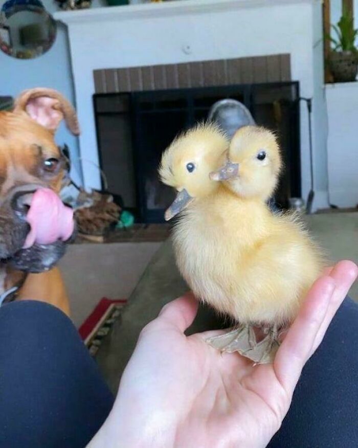 Two-headed duckling held in hand with dog nearby, creating a seriously confusing scene requiring a double take.