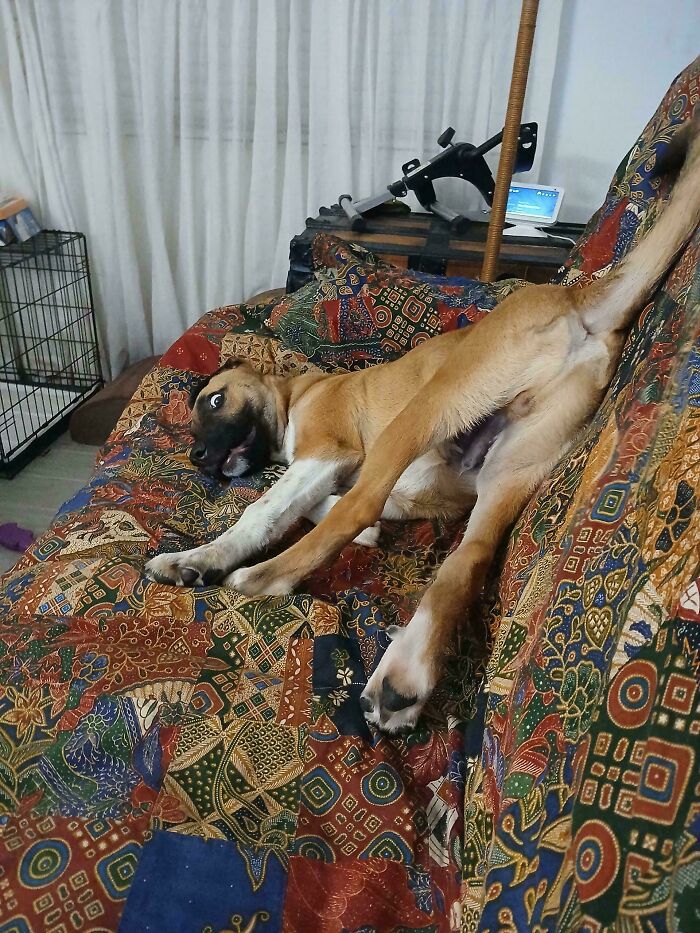 My Mom's 18 Wk Old Derp