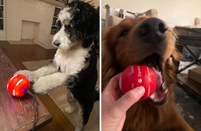 Your Pup Will Think It's Playtime All The Time With This Petdroid Interactive Dog Toy - It's Like Having A Furry Little Workout Buddy