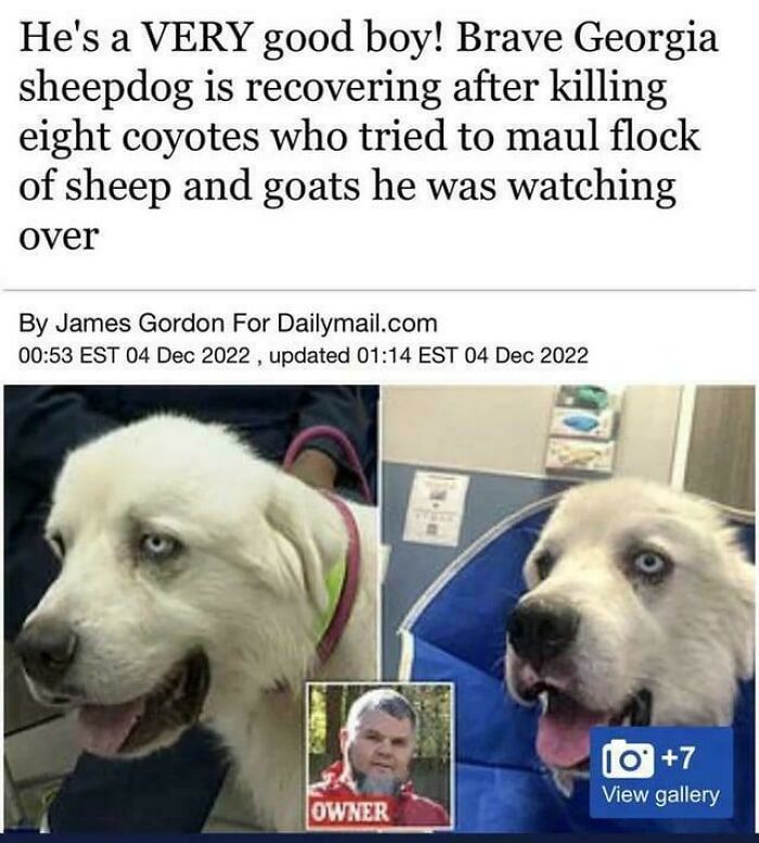 Just A Good Brave Dog