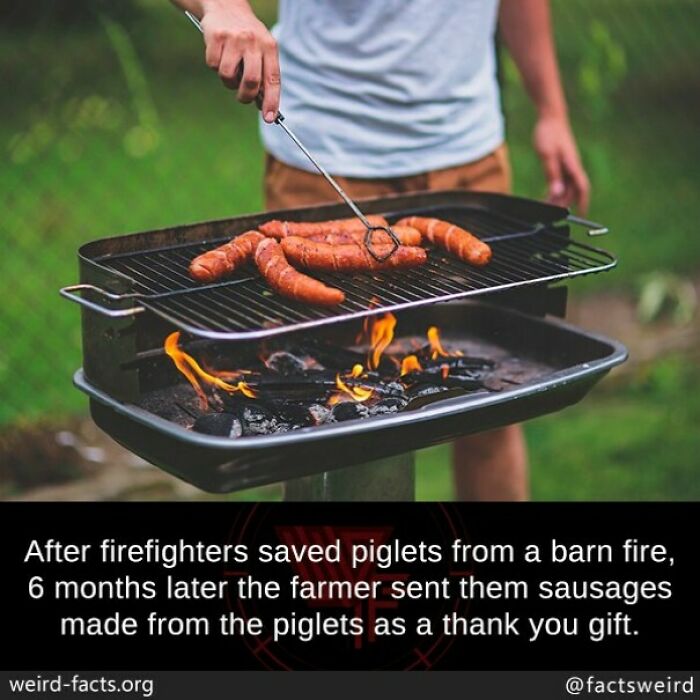 Man grilling sausages on a barbecue with a fun fact about firefighters and piglets from a barn fire.
