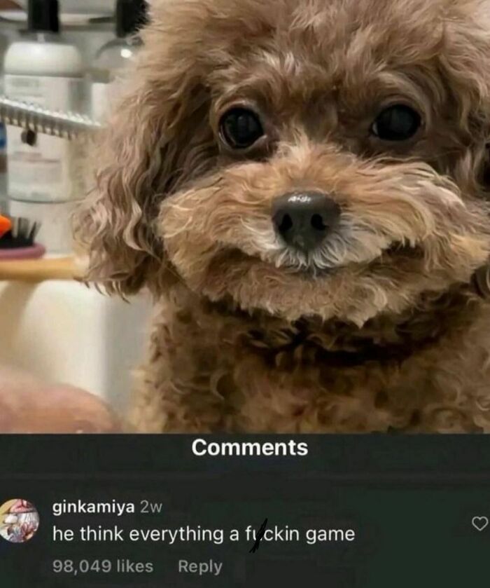 A dog with a fluffy face looks at the camera, paired with a humorous comment from a popular page.