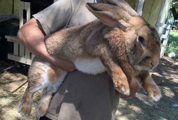 Big Rabbit