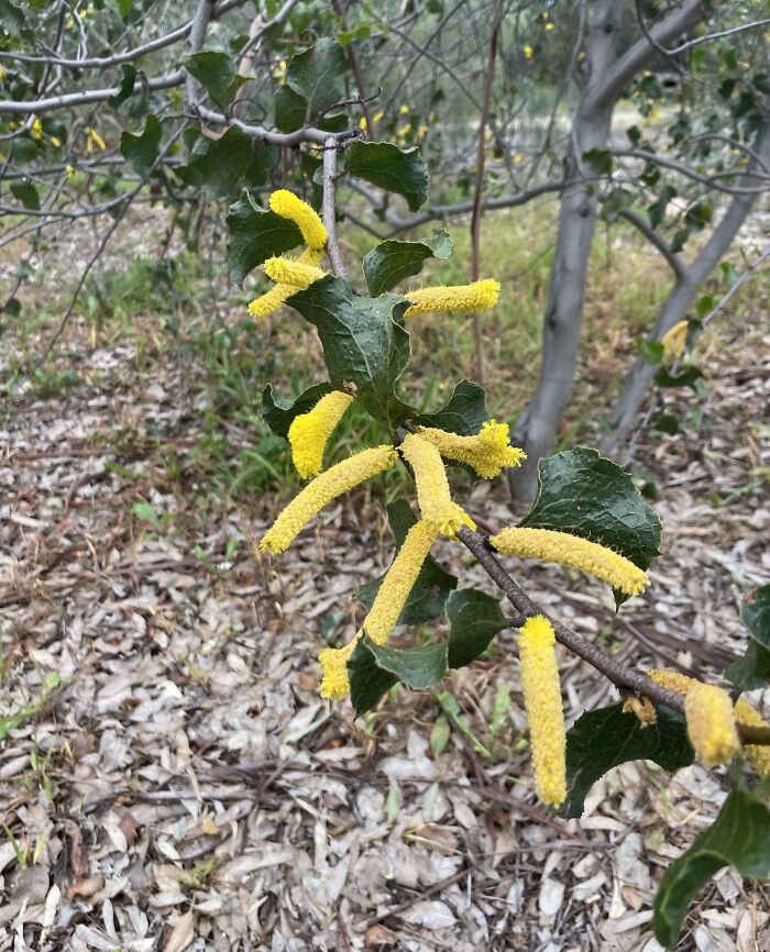 Forbidden Cheese Puffs