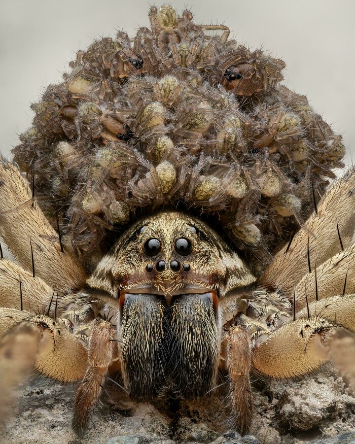 Close-up of a spider carrying many spiderlings on its back, showcasing the amazing details of nature.