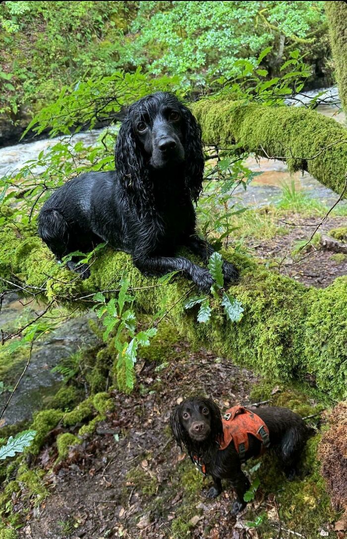 Confusing pic of two dogs in a mossy forest, one perched on a branch, the other on the ground in an orange vest.