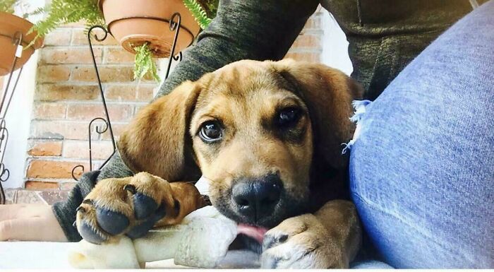 I Adopted This Dog, Any Suggestions For A Name?