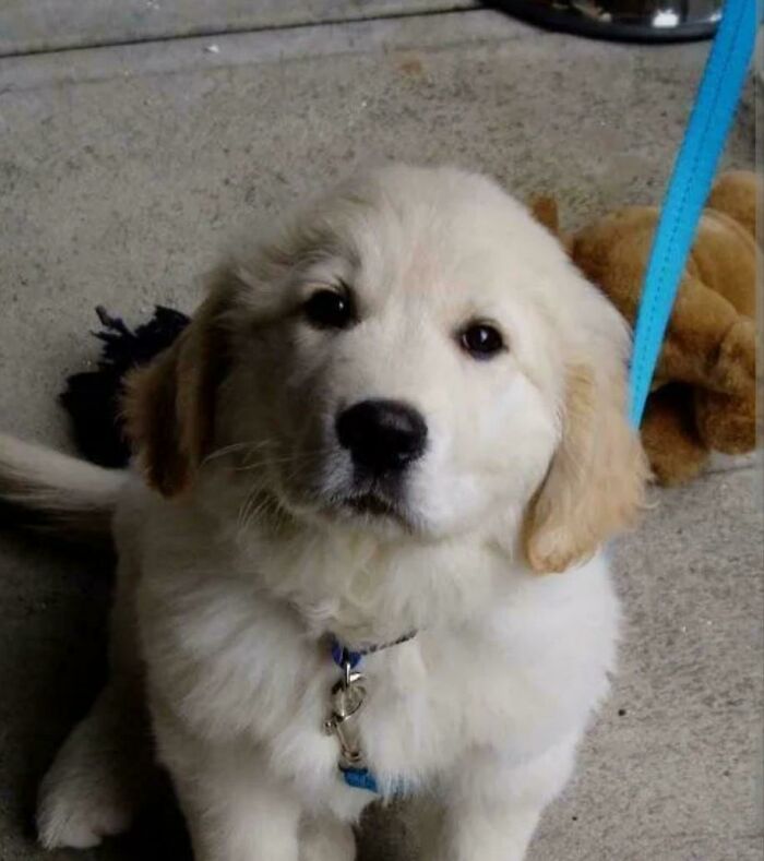 I Adopted My First Dog