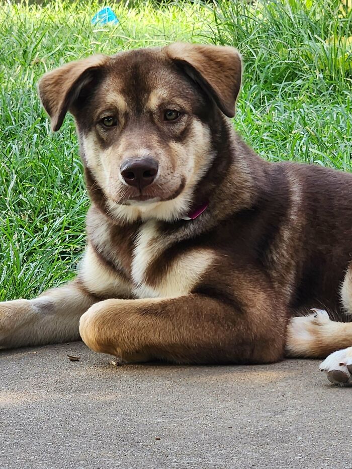 Adopted The Most Un-Husky Dog Ever