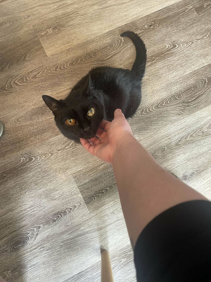 I Am Adopting A 17 Year Old Kitty This Month And I’m So Excited!