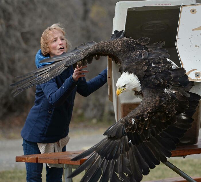 This Bald Eagle Was Found Caught In A Trap And Rehabilitated By The Montana Raptor Conservation Center. Bald Eagles Are Huge Compared To A Human