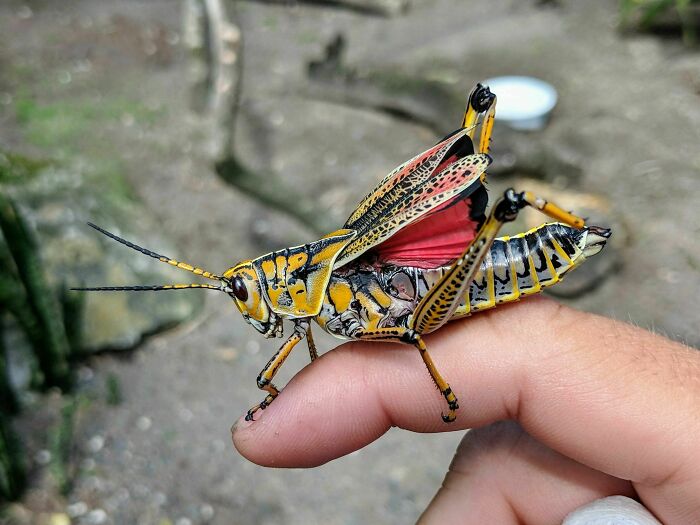 This Huge Colorful Locust I Found
