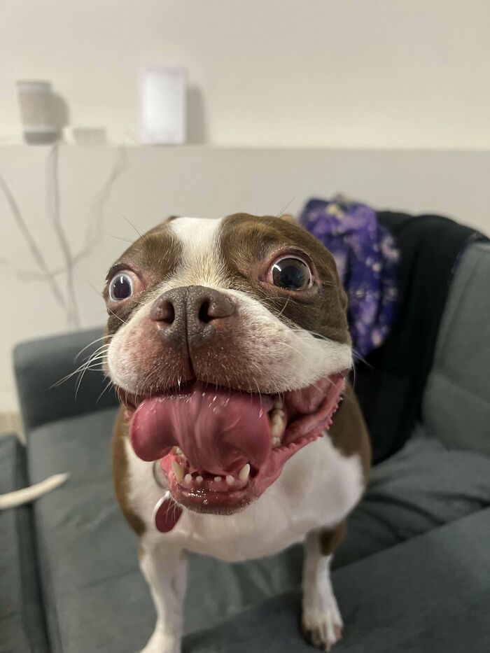 We Just Adopted This Little Girl From The Shelter. Please Help Us Name Her!