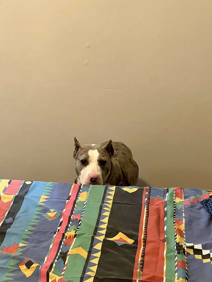 Meet Francesca Aka Frenchie Aka Big Franky Aka Young Francis. She Agreed To Be Adopted By Me Yesterday!