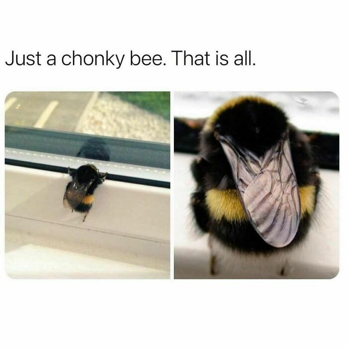 Chonky bee on window ledge, showing its fuzzy body and wings in a funny and awkward pose.