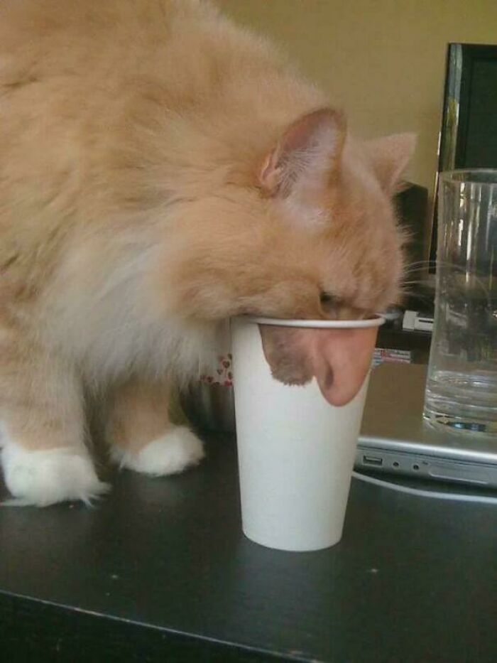 Cat seemingly drinking from a cup with an optical illusion of a human nose, creating a confusing image.