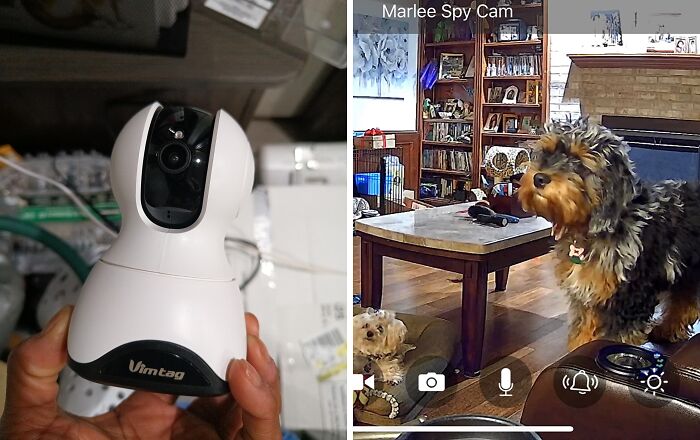 Smart home camera capturing pets in a living room, showcasing an affordable security solution.