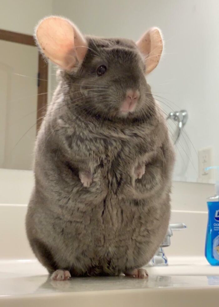 Here’s A Picture Of My Absolute Unit Nimbus