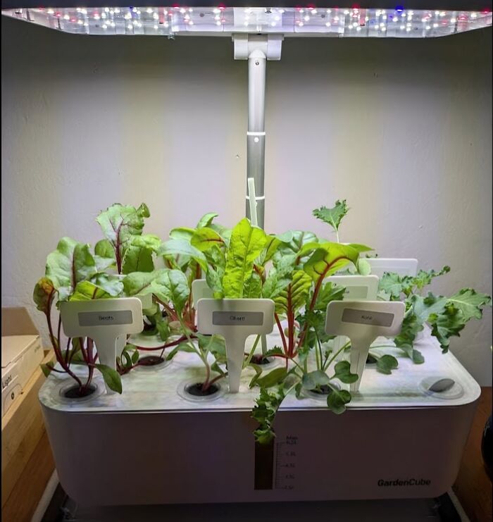 Smart home hydroponic garden with LED lights growing leafy greens efficiently.