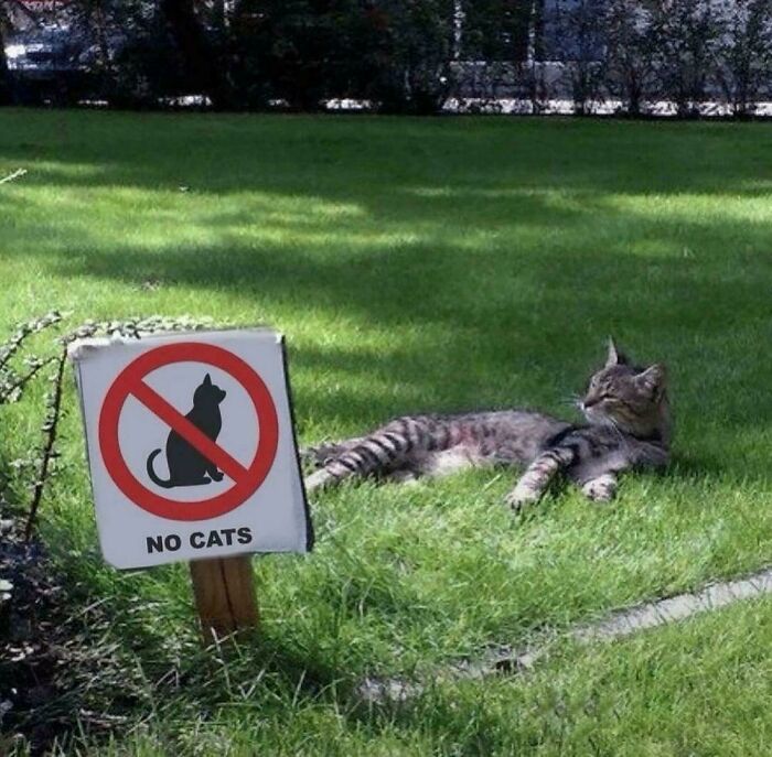 Cats Never Follow The Rules. That Sign Is Pointless