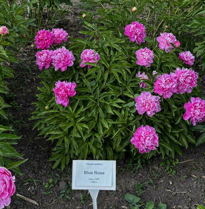 Whoever Gave The Name To This Pink Peony