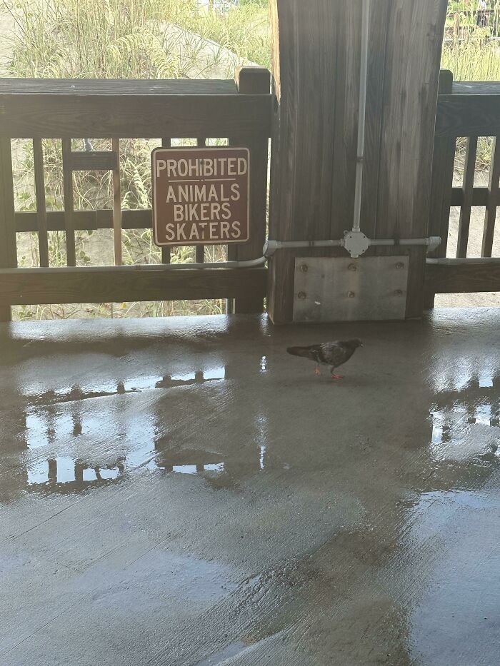 Nobody Tells This Bird Where It Can Be