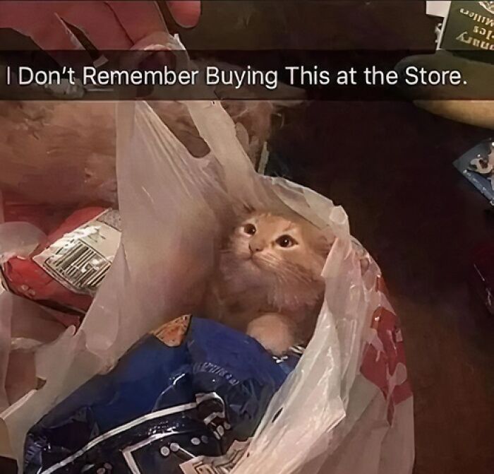 Orange cat sitting inside a plastic shopping bag surrounded by snacks, a wholesome meme reminding us the world isn’t all bad.