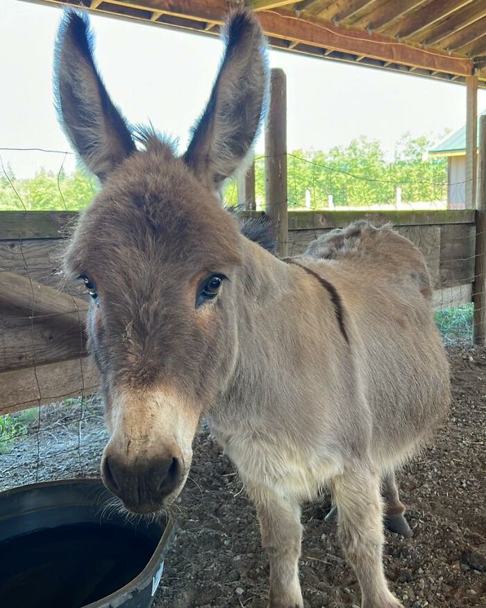 A Touching Story Of A Sad Donkey Whose Ball Popped, But People Made Sure He’ll Never Be Lonely Again A Touching Story Of A Sad Donkey Whose Ball Popped, But People Made Sure He’ll Never Be Lonely Again